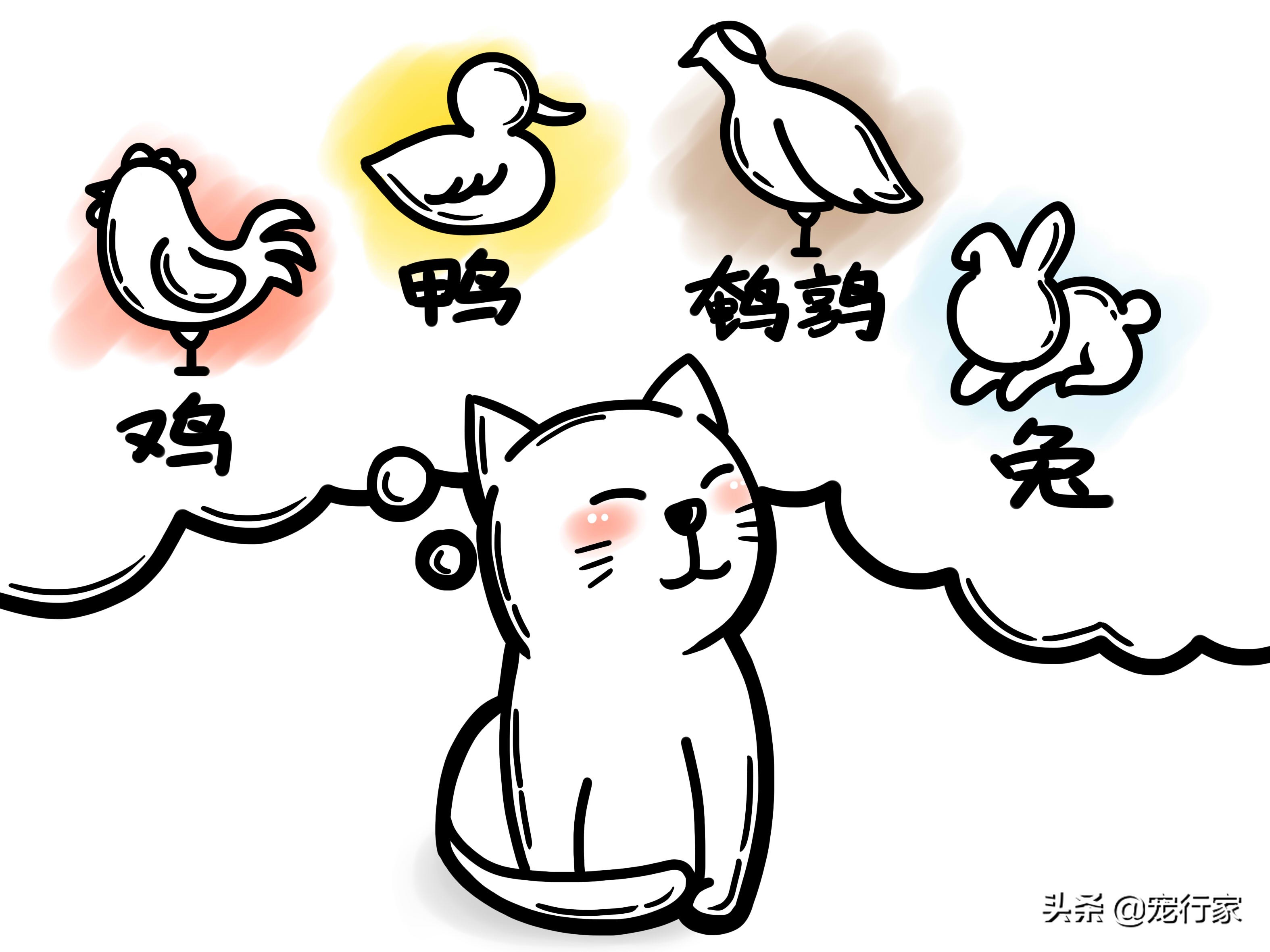 生骨肉猫吃得少,猫粮生骨肉的喂养方法