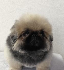 可爱可奶呆萌的小奶狗,可爱呆萌小奶狗