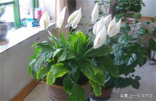 养花老是浇死怎么办,养花老是掉绿叶子怎么办