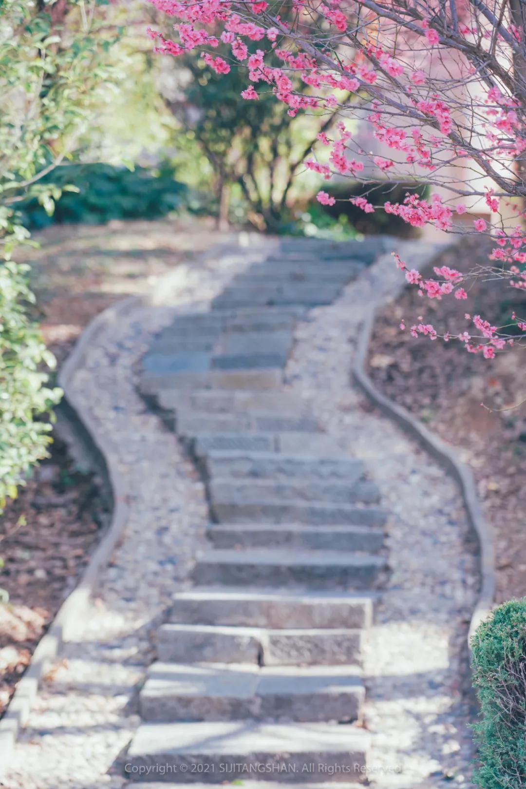 南京赏梅花的绝佳位置,南京赏梅花的最佳地方