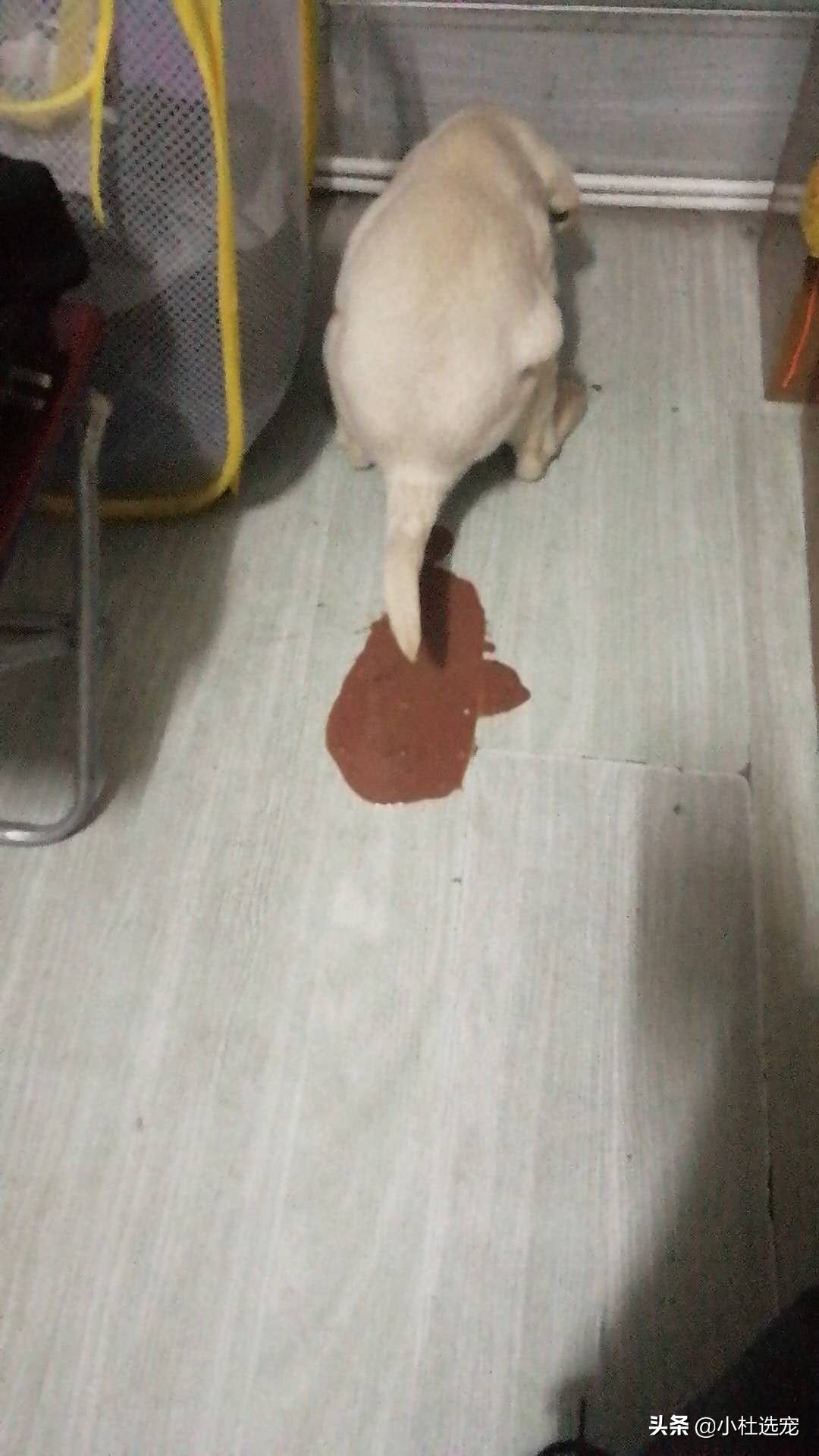 狗狗细小发病到治愈的全过程,狗狗细小病最好的治疗方法