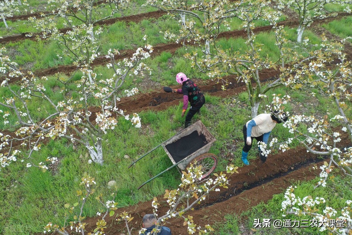 柑橘果树全年怎样施肥,果树全年施肥节点