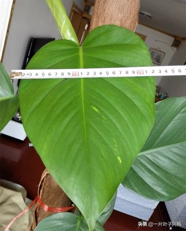 绿萝的叶子越养越小是什么原因,绿萝叶子越养越少