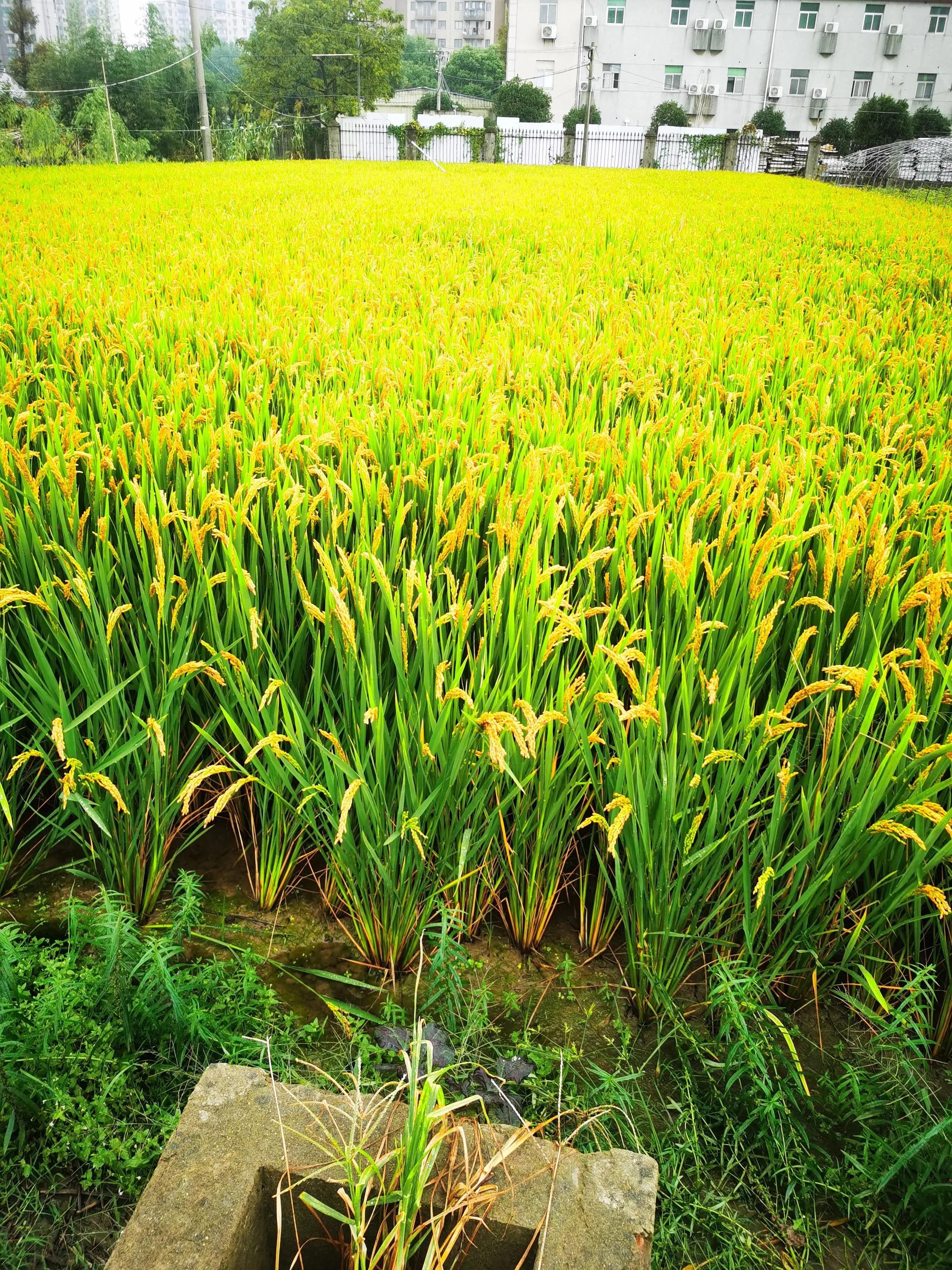 惠南民乐大居最新消息,上海惠南民乐大居房价