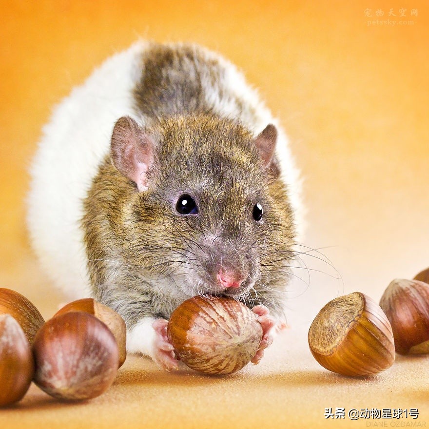 小老鼠也能成为宠物,小老鼠可以养吗