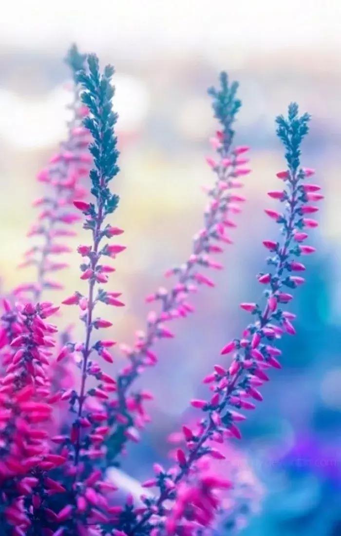 夜深花睡去全诗,夜深花睡去最是念故人