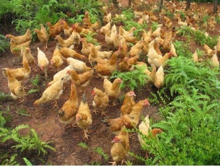 儿童怎样预防腺病毒感染,禽病预防治疗方法