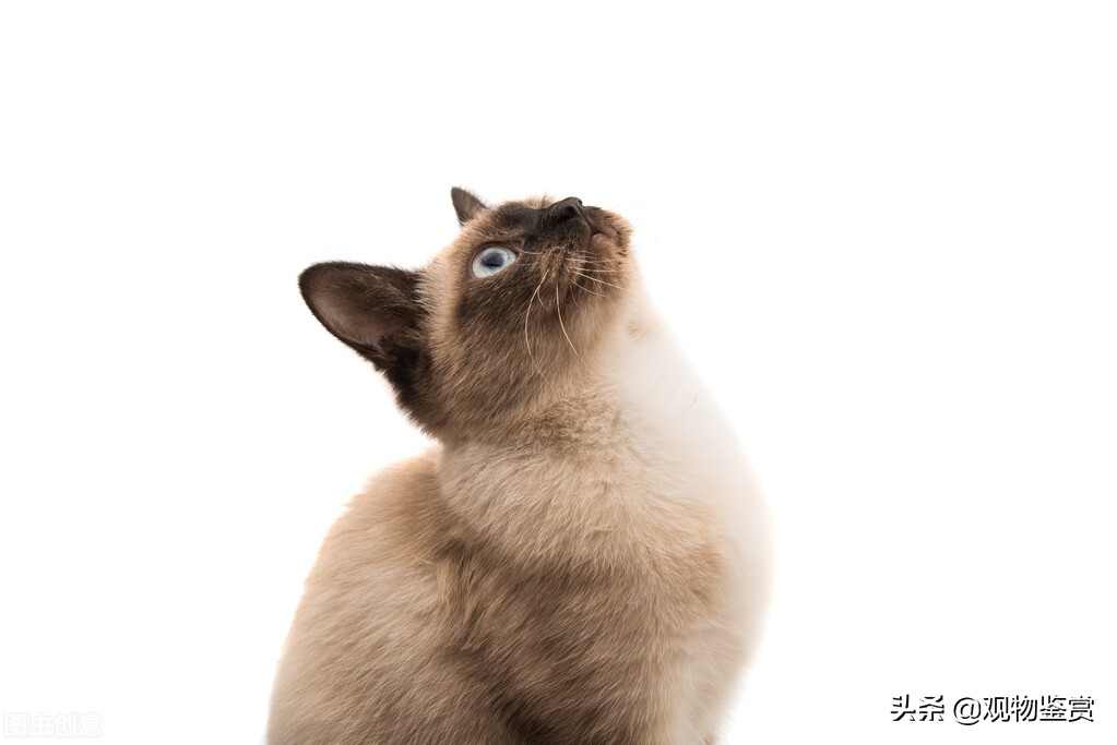 蓝白英短和暹罗猫性格,暹罗猫蓝重点色性格