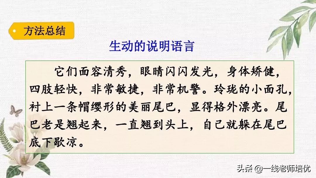 语文五年级上册第17课松鼠资料,部编版五年级上册第17课松鼠课件