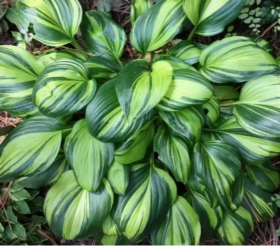 适合阳台养的四季开花有花香的花,花期长耐热耐寒又好养的花卉