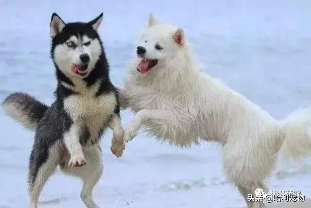 哈士奇挑衅萨摩耶,没成想遭到“反抗”,被咬的连主人都不要了