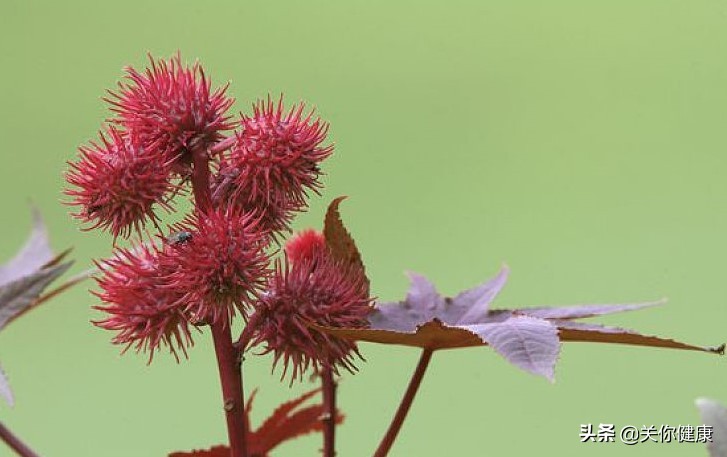 1克钋能毒死多少人,1克肉毒素可杀死多少人