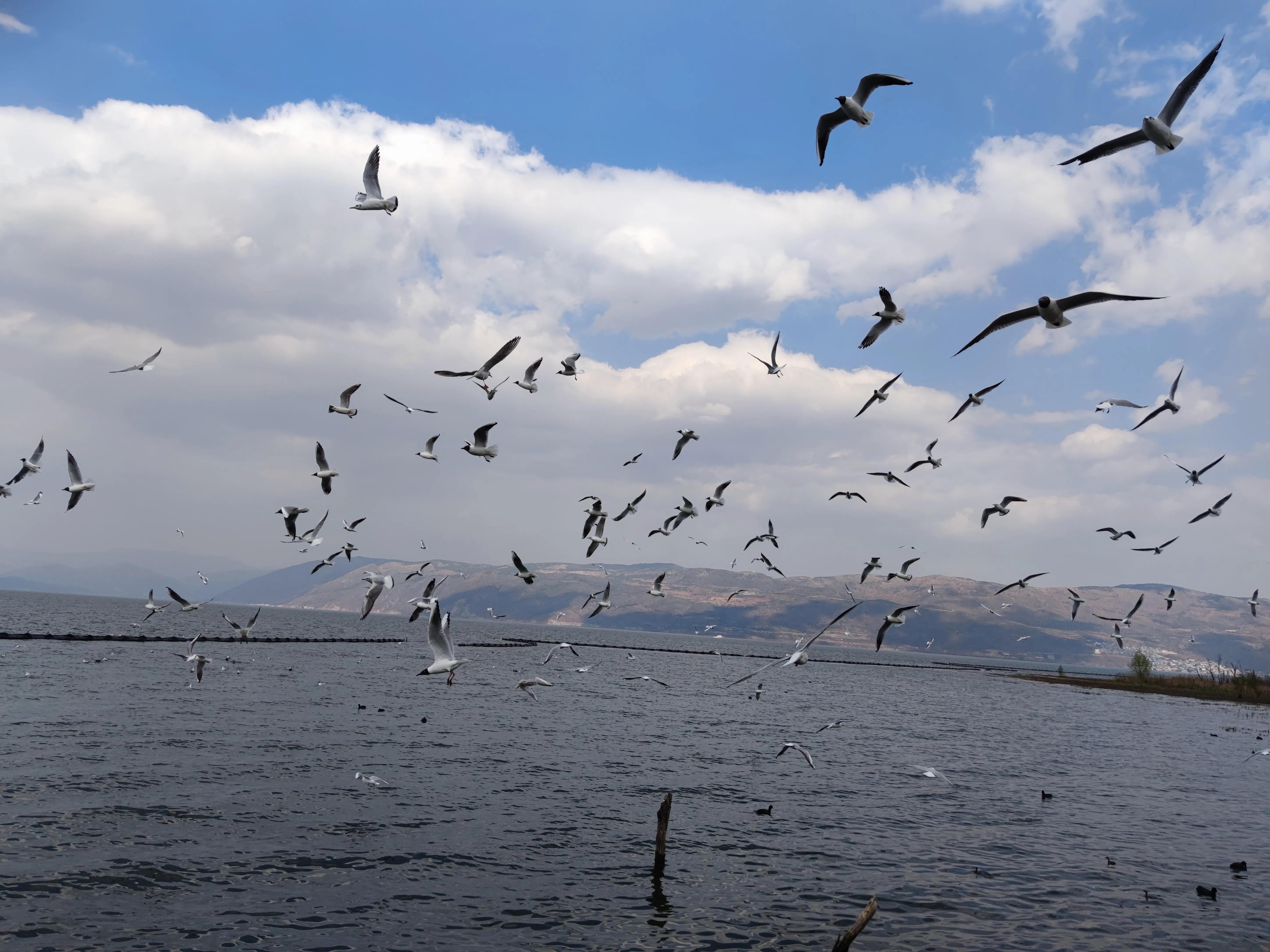 云南大理洱海龙龛古渡码头,云南洱海龙龛码头人多视频