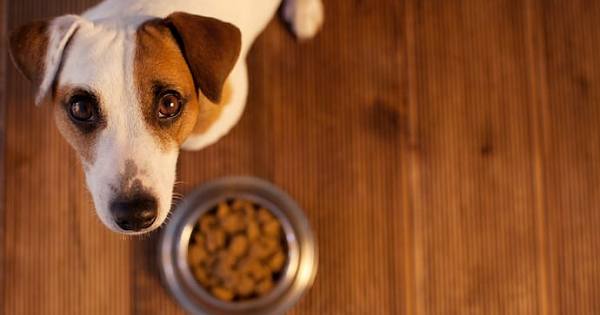 狗狗吃饭非得主人用手喂食怎么办,狗狗老是看着主人吃饭怎么办