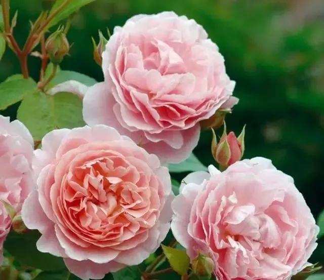 每天学习一点点花卉,100种常见玫瑰品种