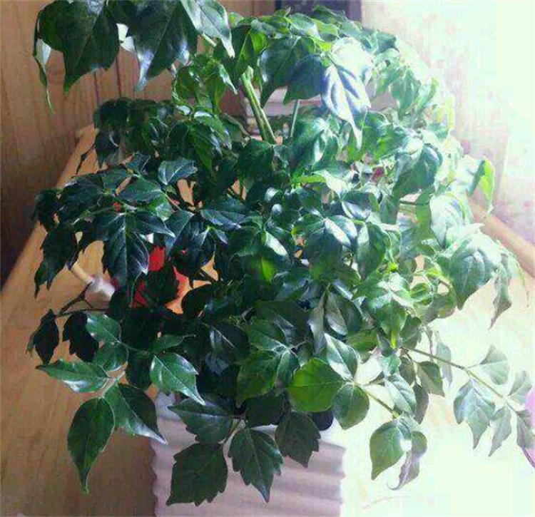 富贵树养殖方法与注意事项,富贵树的养殖方法和注意事项盆栽