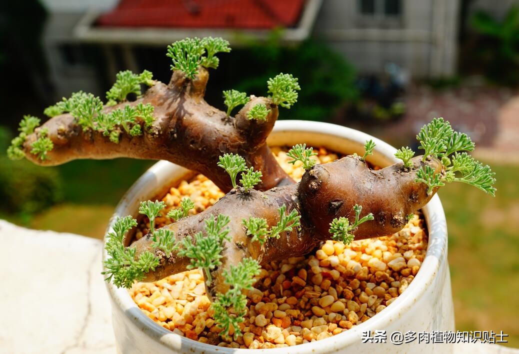 多肉叶片病害图片,帝玉多肉叶片变黄