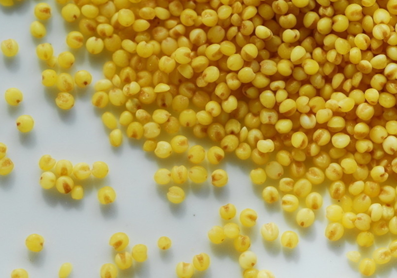 谷子种植：播种方法你知道多少？这里列有几种，来学习一下