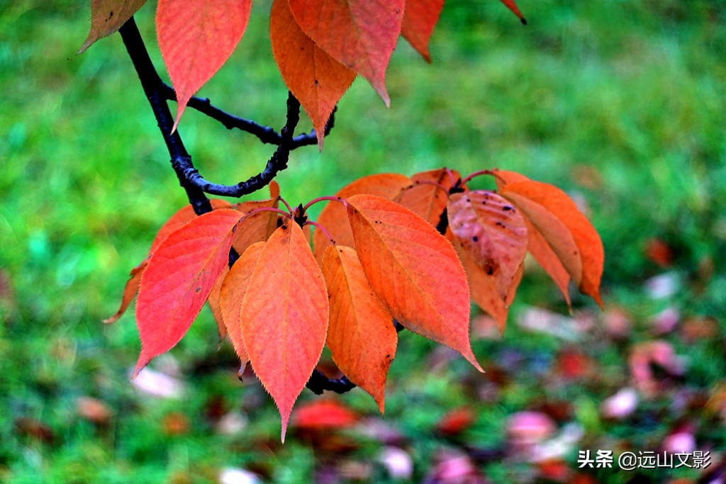 索尼黑卡二怎么拍,索尼黑卡2大光圈拍视频