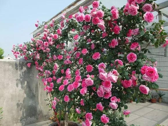 藤本月季秋季怎么修剪才会花墙,最丰花多季开花的藤本月季