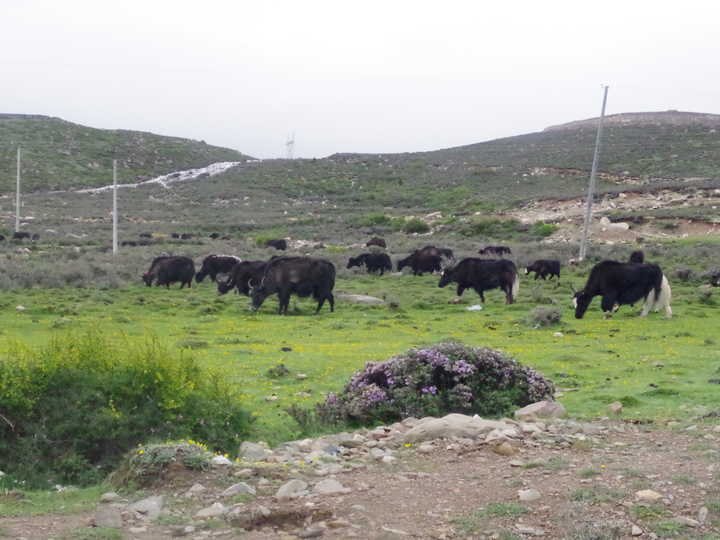 王小花的全部作品,王小花攻略