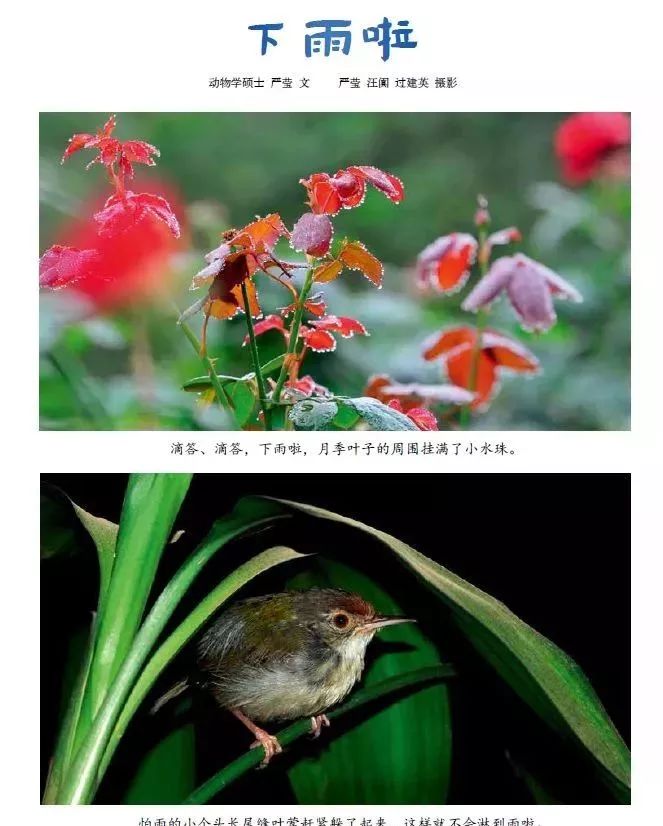 孩子一周的阅读计划,东方娃娃小班绘本阅读