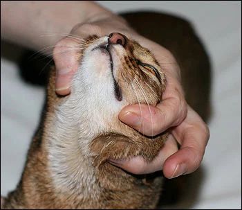 猫咪的眼炎怎么滴药,猫咪的眼部疾病有哪些