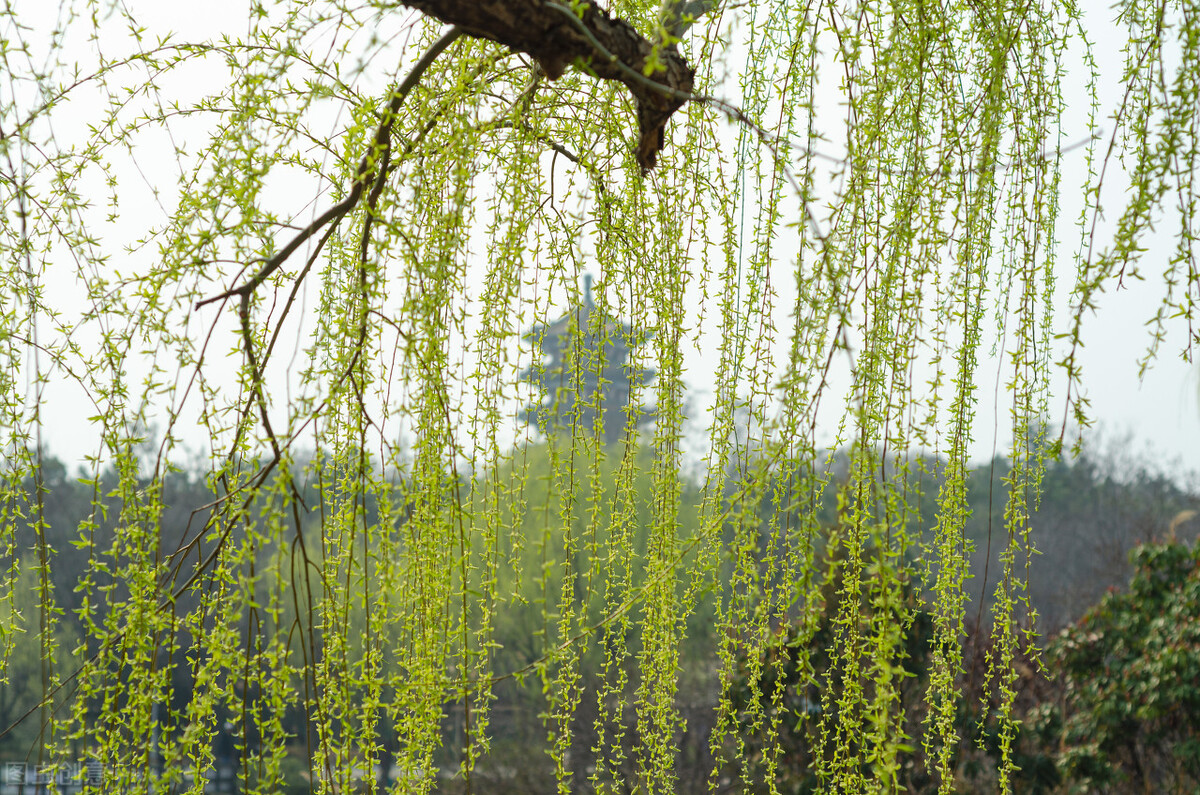 柳树为什么能传递惜别之情,柳树为什么叫杨柳