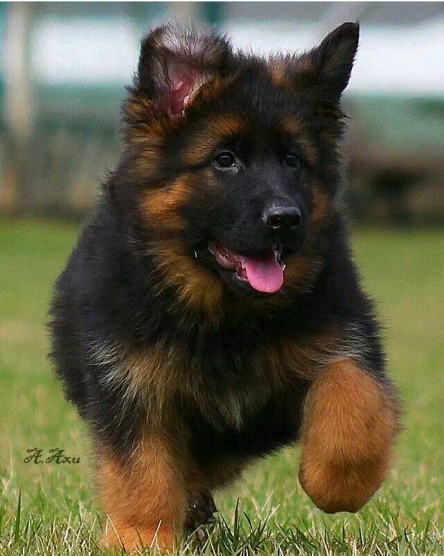 德国牧羊犬图片霸气大全集,德国牧羊犬图片精品