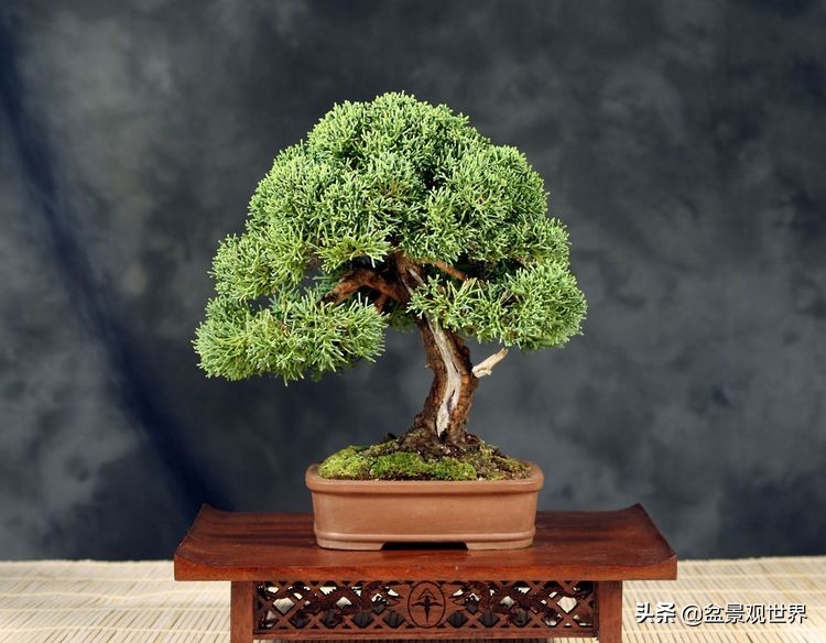 盆景榕树干枯掉叶子用什么药,榕树掉叶子怎么补救视频