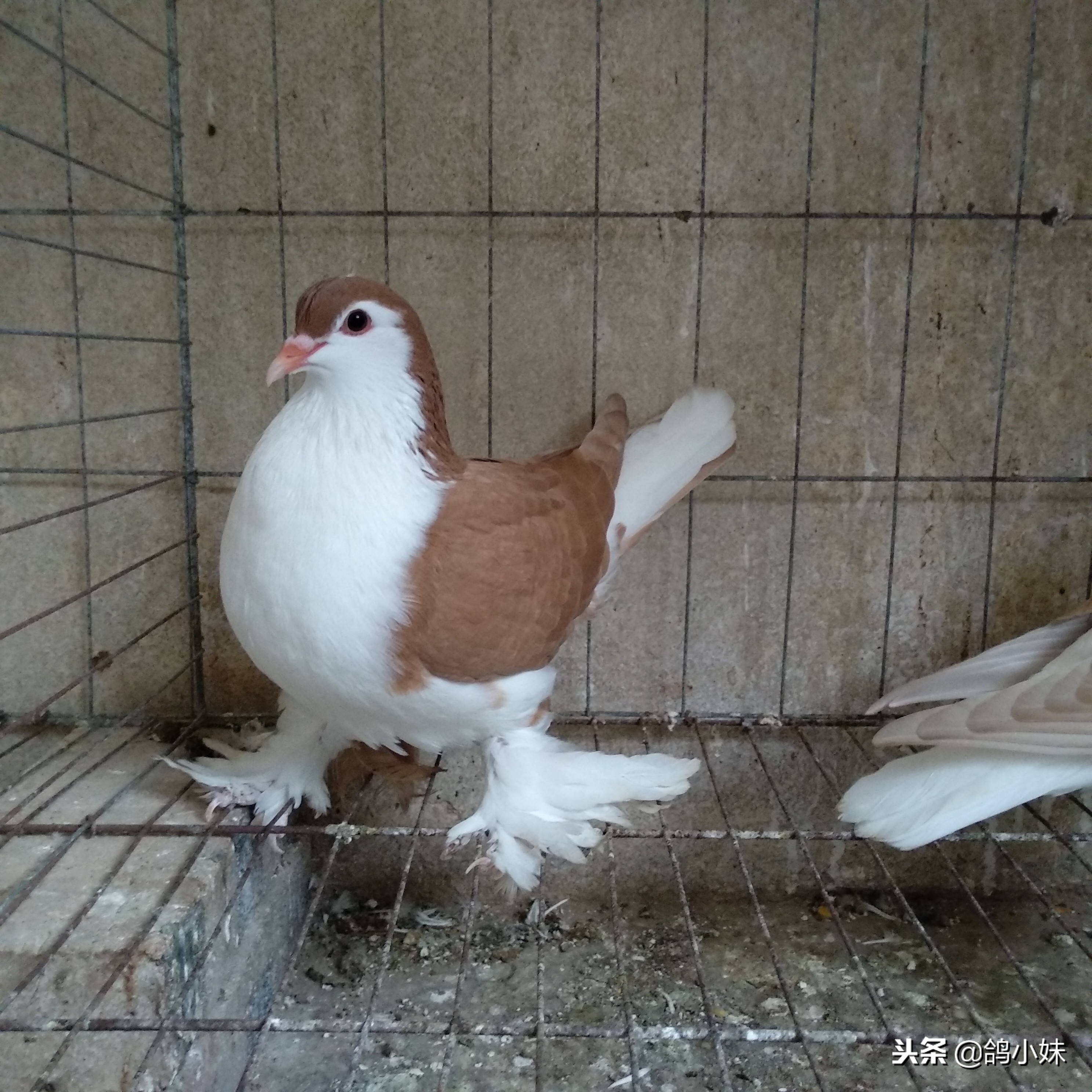 养好鸽子鸽舍的管理经验,怎样养好鸽子