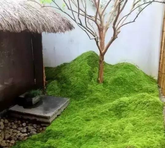禅意庭院一定要用苔藓吗,禅意苔藓微景观制作视频