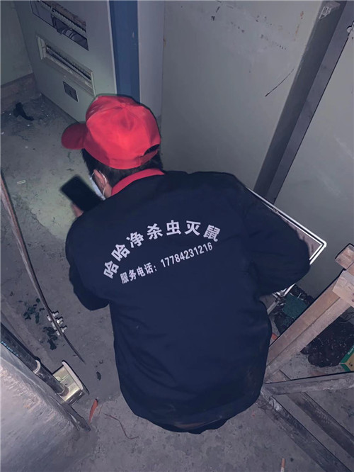 灭鼠驱鼠好方法,灭鼠小妙招视频