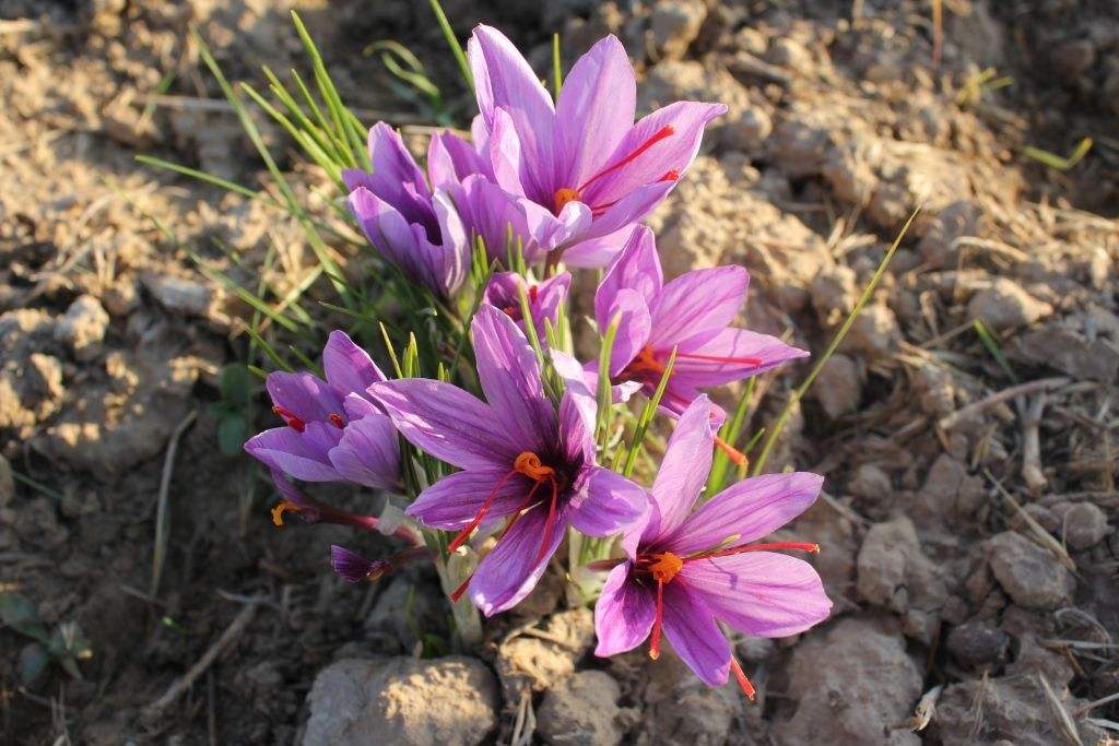 出国旅游担心语言问题,出国旅游预订机票口语