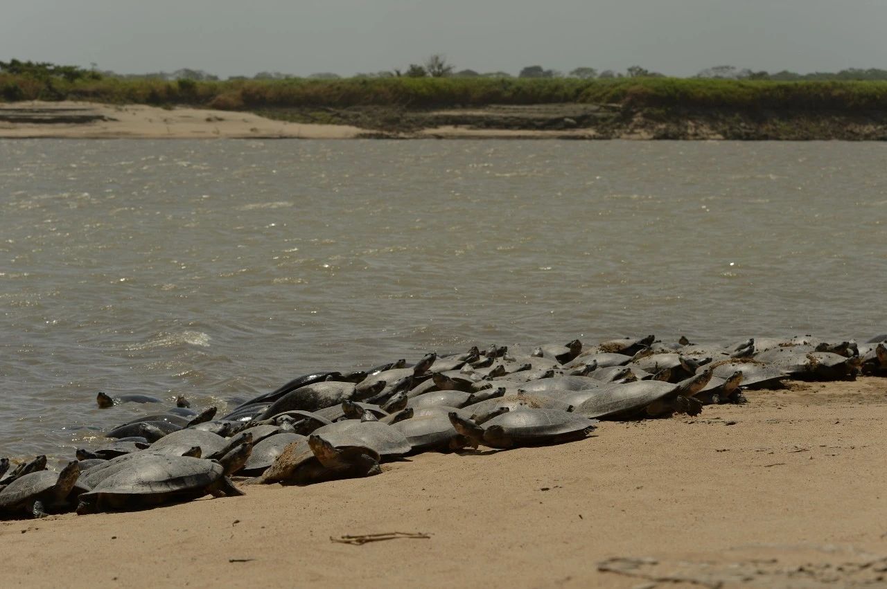 巨型侧颈龟幼龟,巨型侧颈龟下蛋