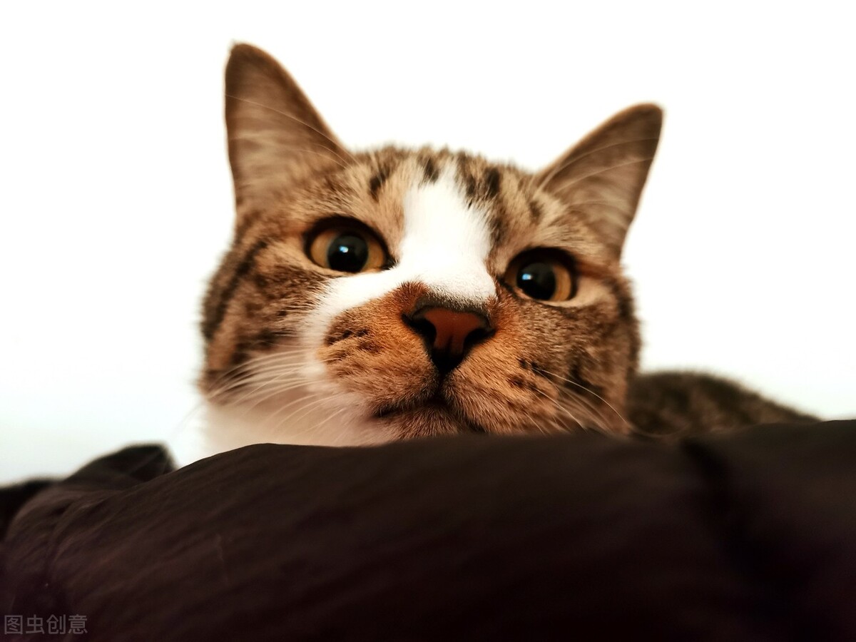 母猫咪发情需要剃毛吗,猫咪剃毛后发情太频繁