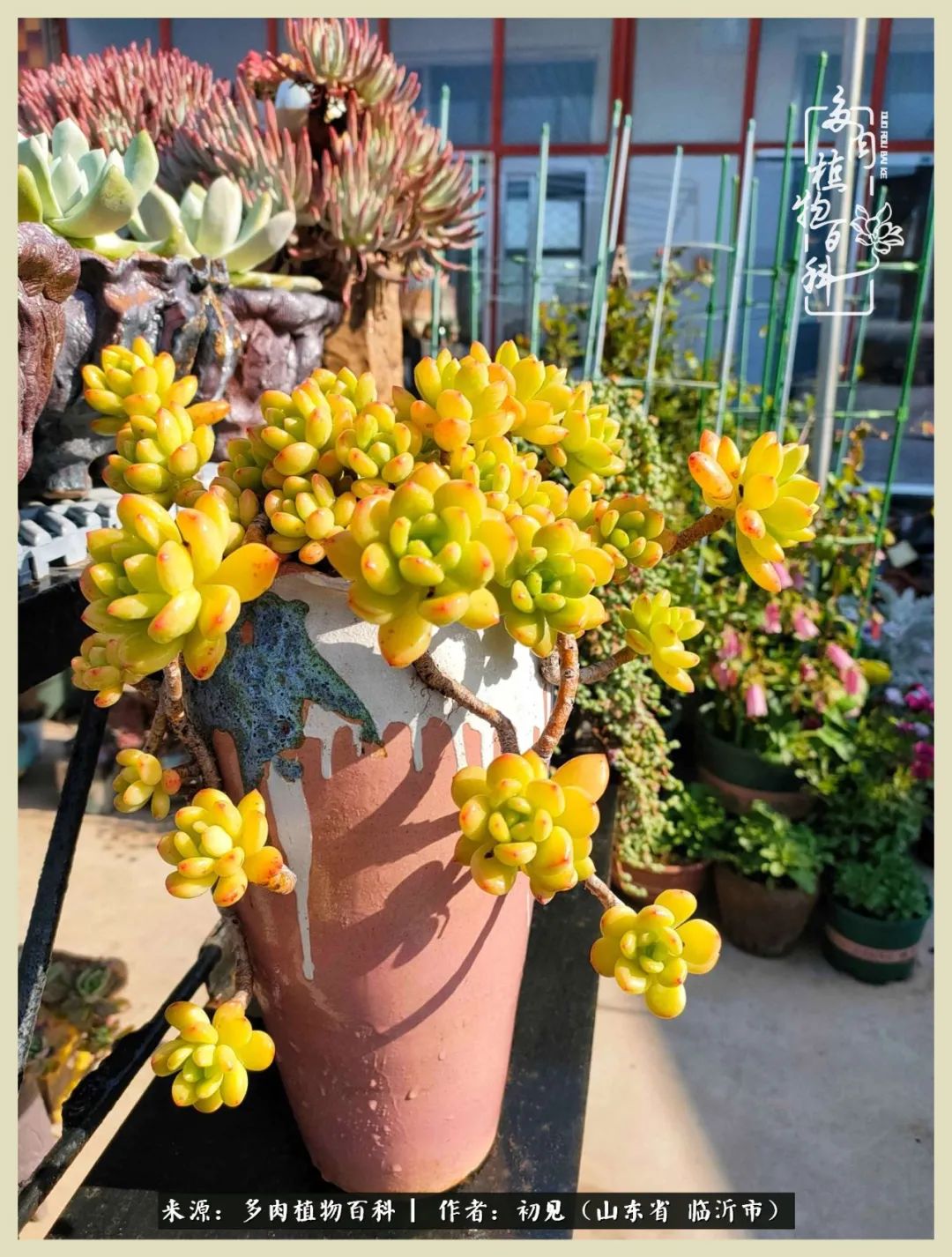 和多肉植物相伴,和多肉相处的心情