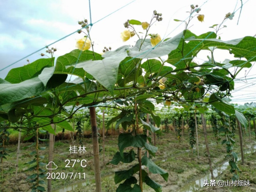 罗汉果授粉正当时,3种授粉方式选哪种?老农说授粉工具更关键