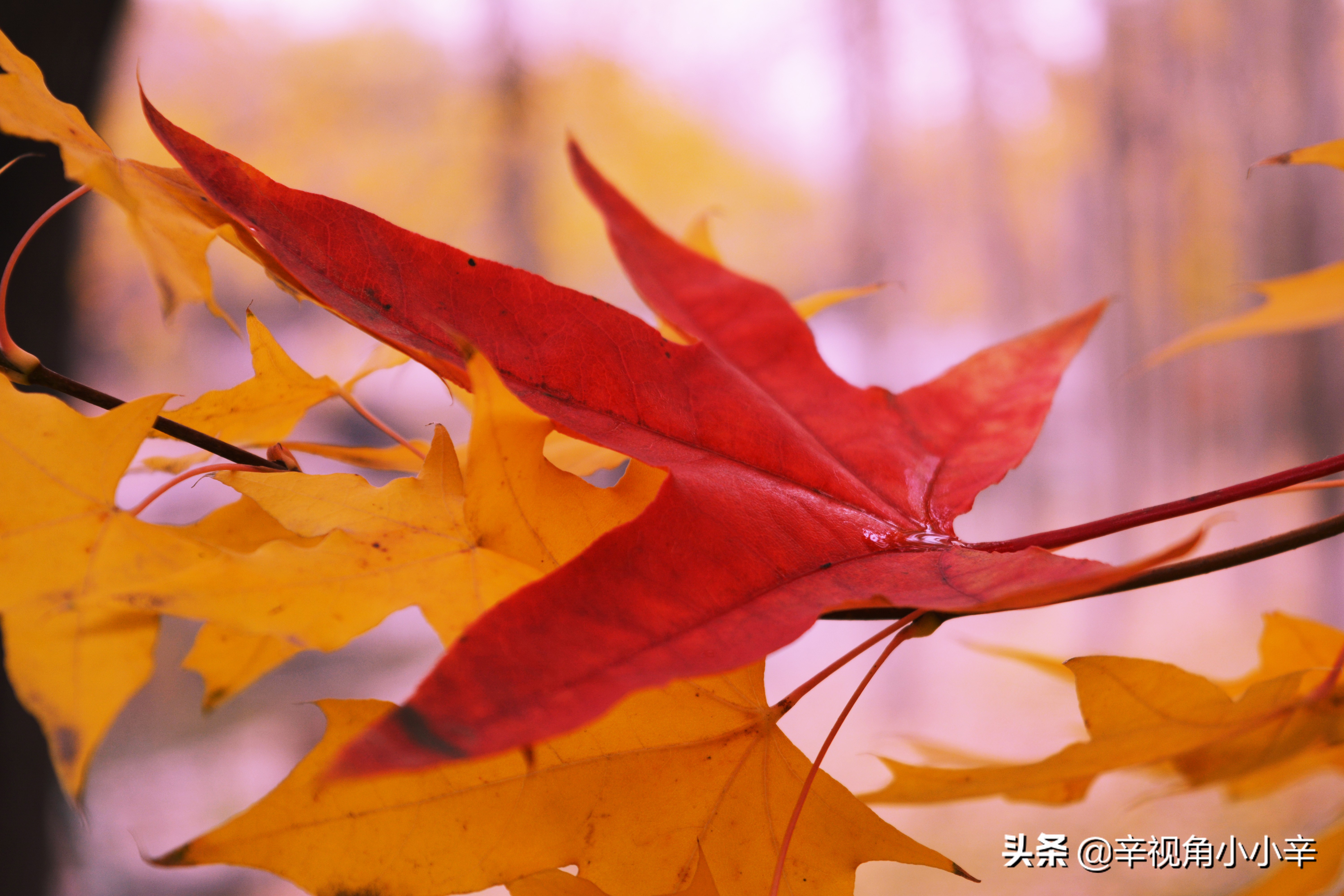 大望京公园红叶,红叶公园北京