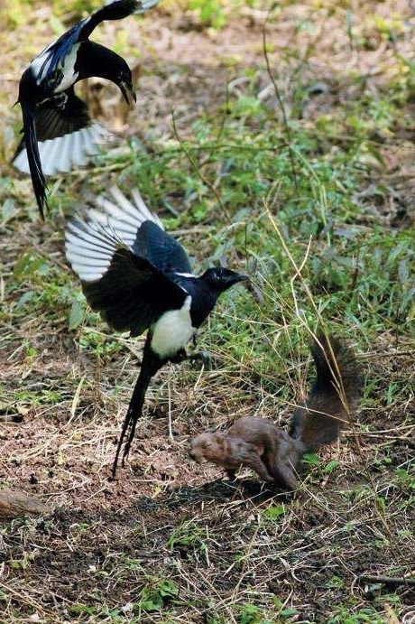 喜鹊吃麻雀幼鸟,喜鹊吃麻雀幼鸟吗
