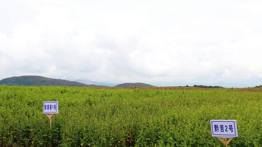黑珍珠黑苦荞茶四川大凉山荞麦茶,威宁黑苦荞胚芽茶