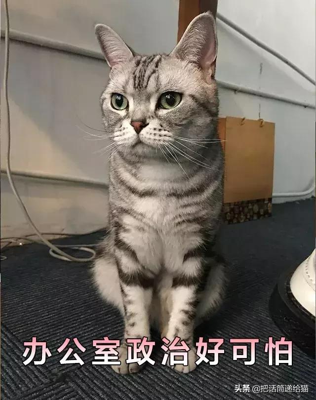 猫故事全集,猫故事小说