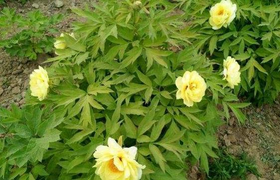 新手养花好闻不便宜,新手养花好看吗