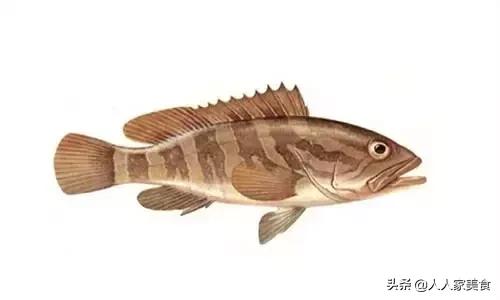 最好的十种石斑鱼,最漂亮的几种石斑鱼