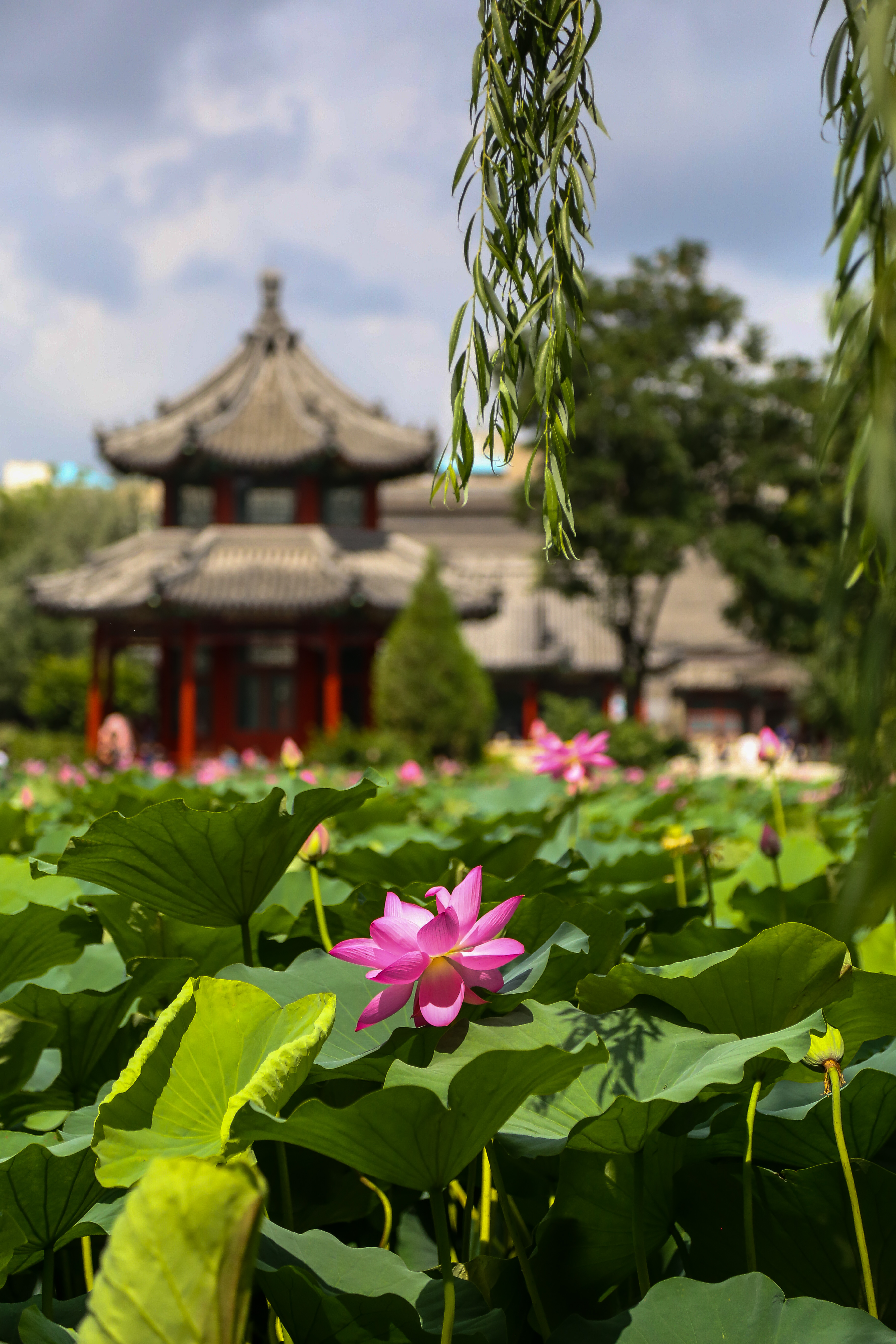 保定市古莲花池夜景,保定古莲花池美照