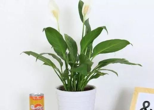 十种有毒的常见花卉植物,这几种带毒的植物家里一定不能养