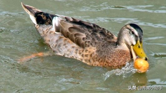 圈养蛋鸭怎么提高产蛋率,养鸭怎么提高质量