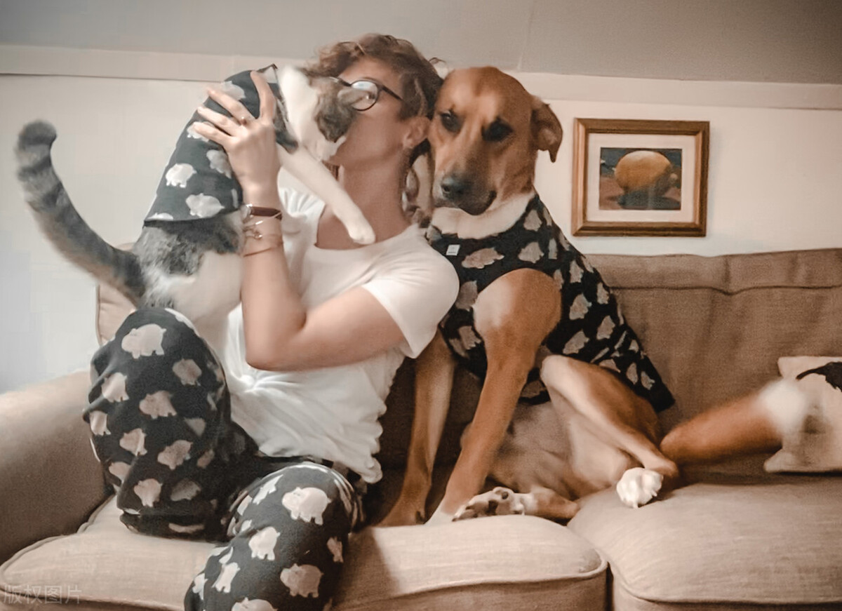 狗狗饲养五种方法图解大全,如何正确饲养狗狗