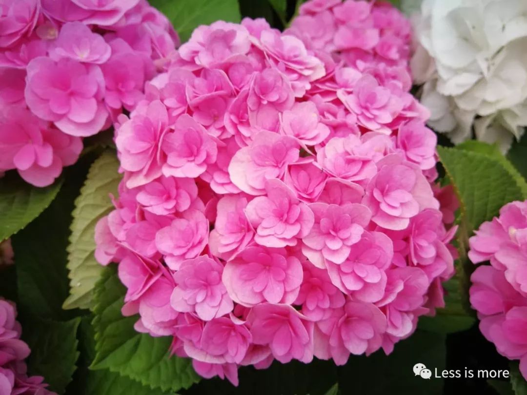 韩国济州岛五天攻略,韩国济州岛旅游详细攻略