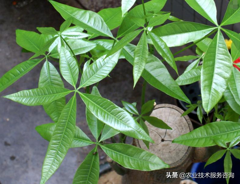 发财树叶片发黄卷曲怎么回事,发财树叶片发黄怎么补救